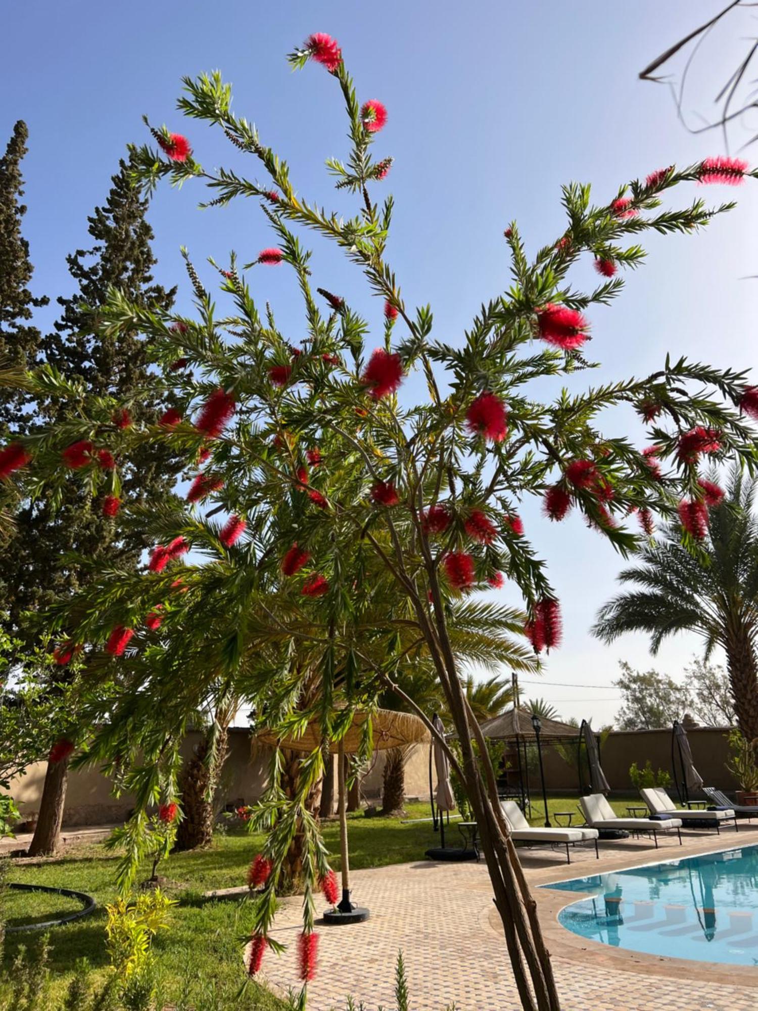 Hotel Kasbah Des Cypres Skoura Exterior foto
