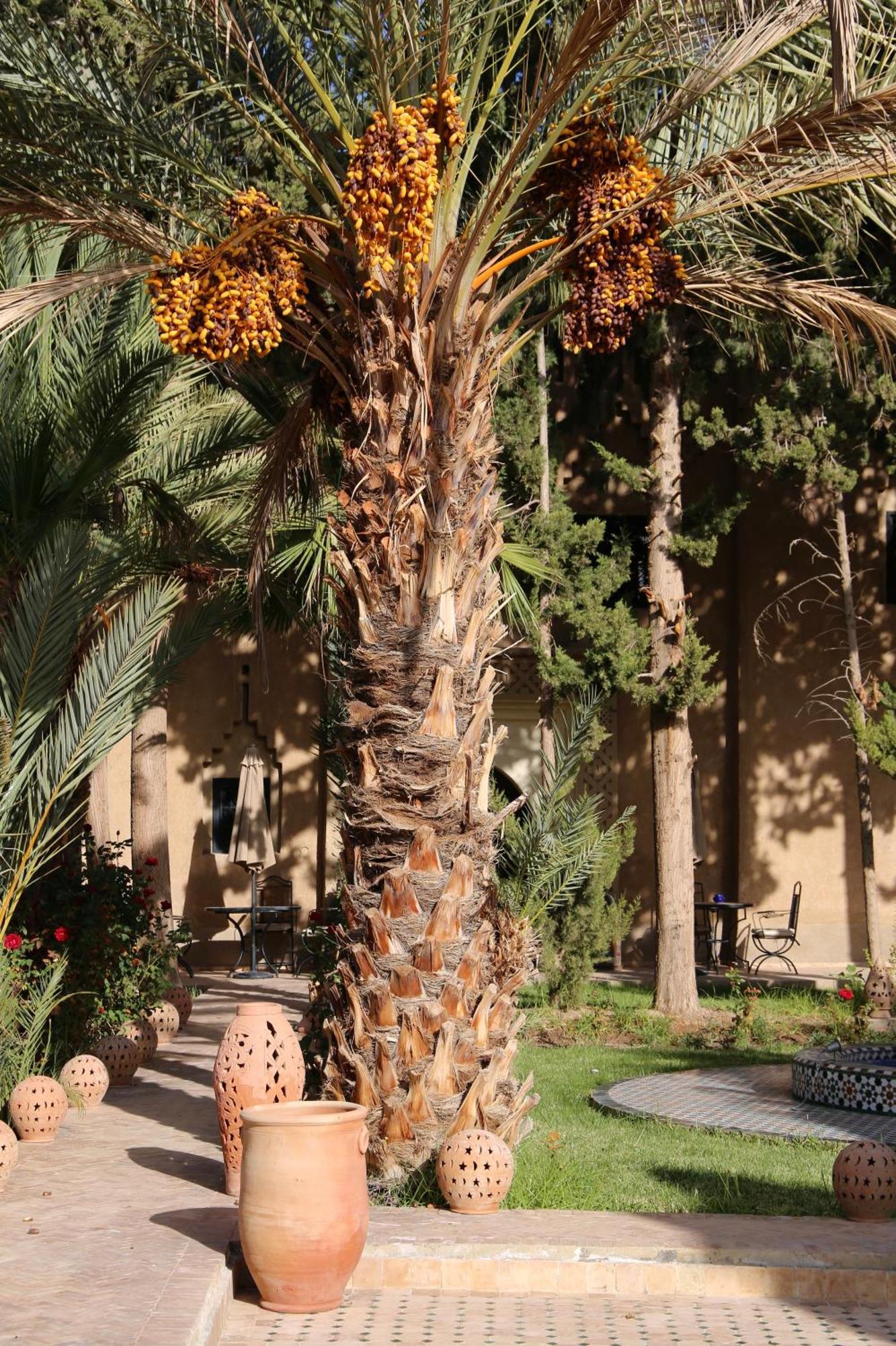 Hotel Kasbah Des Cypres Skoura Exterior foto